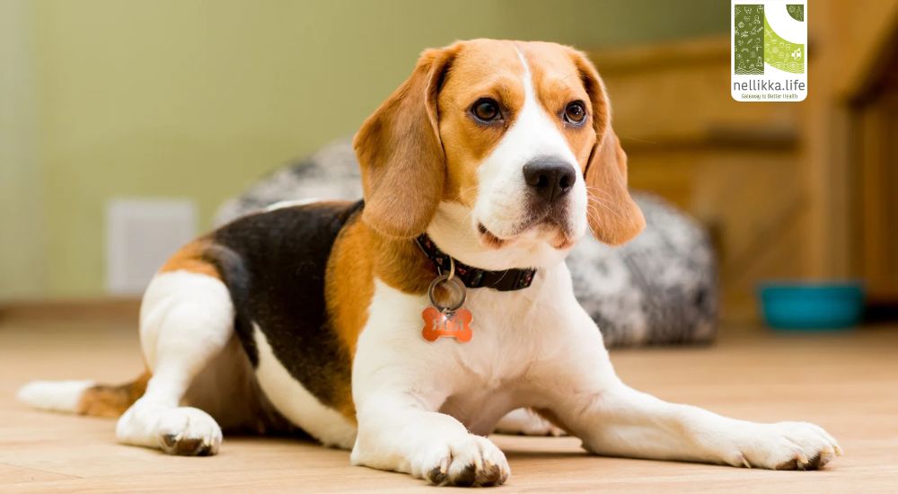 Why Choose a Beagle as Your Pet: The Science-Backed Benefits