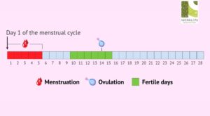 All About Timing Sex for Pregnancy: Maximizing Your Fertility Window