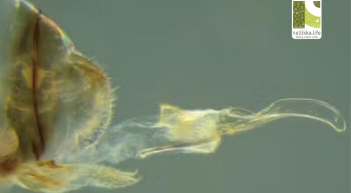 Unraveling the Mystery: Female Penises & Male Vaginas in Cave Insects
