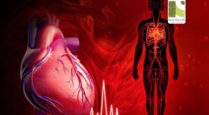 Your Heart Beats Over 100,000 Times a Day: The Lifeline You Rarely Notice