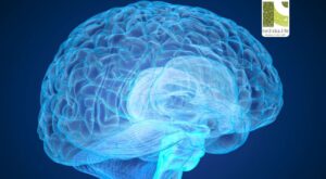 HPDL Deficiency: A Rare Genetic Disorder Affecting the Brain