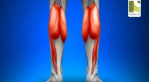 Calf Muscles – The Heart’s Silent Partner in Circulation