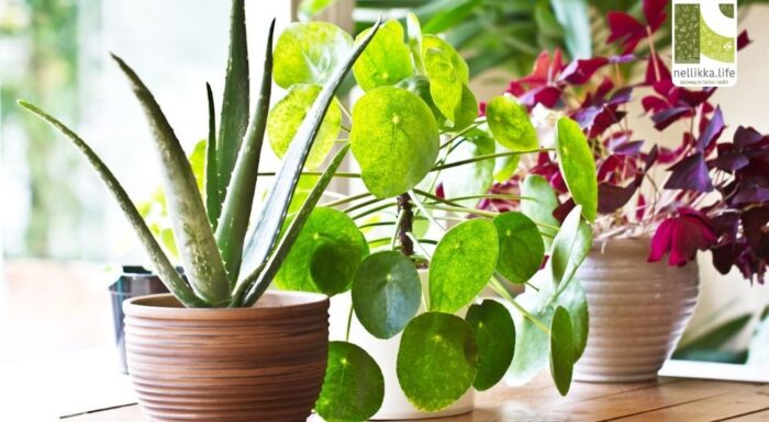 Are Indoor Plants Really Good for You? The Pros and Cons of Bringing Nature Inside Your Home