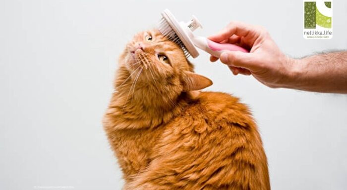 Are Inhaling Pet Furs Harmful to Humans? Here’s What You Should Know