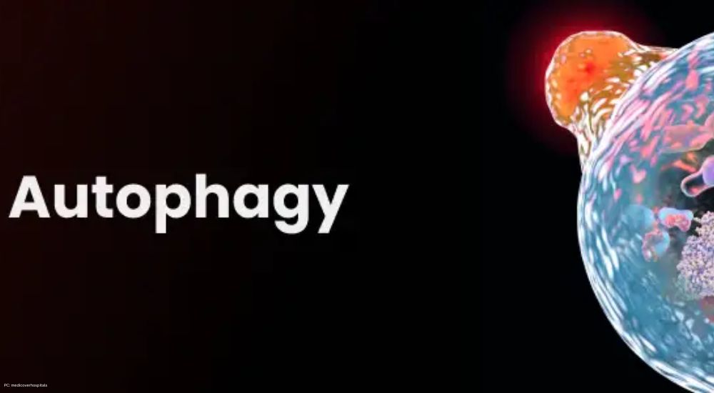 Autophagy: The Body’s Natural Detox and Anti-Aging Process