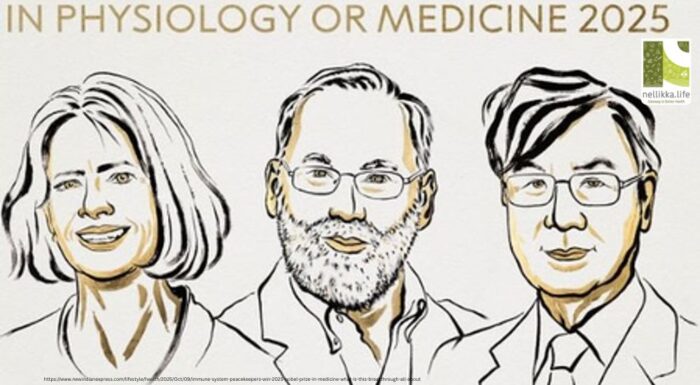 The 2025 Nobel Prize in Physiology or Medicine: Unlocking the “Brakes” of Our Immune System