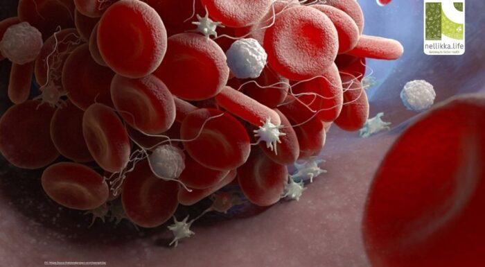 Platelets: The Tiny Lifesavers in Your Bloodstream