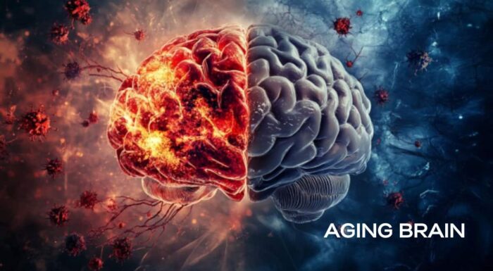 The Aging Brain: When Time Begins to Think Differently