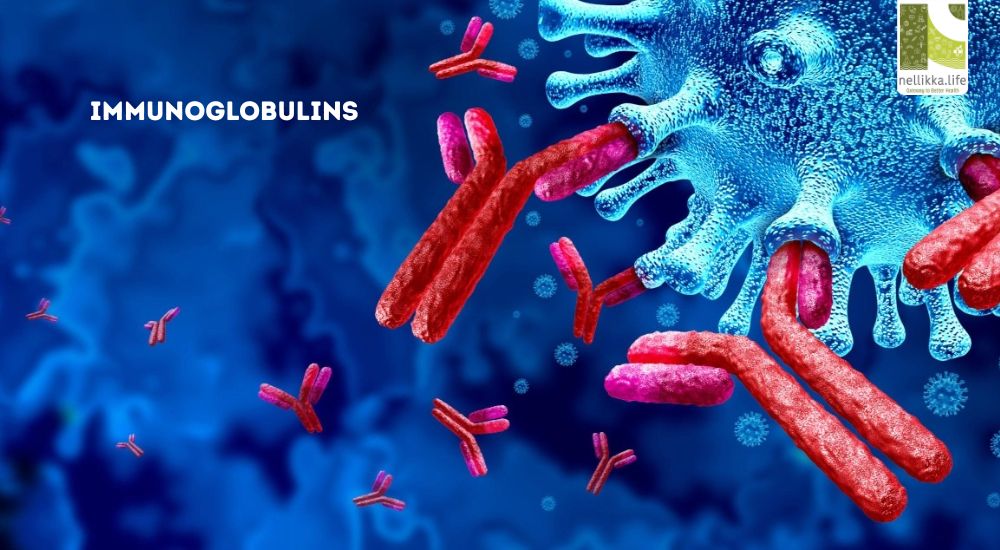 ഇമ്മ്യൂണോഗ്ലോബുലിൻ: നമ്മെ സംരക്ഷിക്കുന്ന അദൃശ്യ കവചം