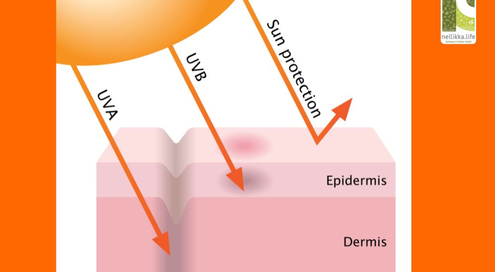 Pigmentation & Sun Exposure: Understanding the Skin’s Response to Light, Heat, and Life