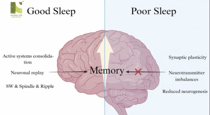 Sleep Deprivation and Brain Inflammation: What Happens When the Brain Never Truly Rests