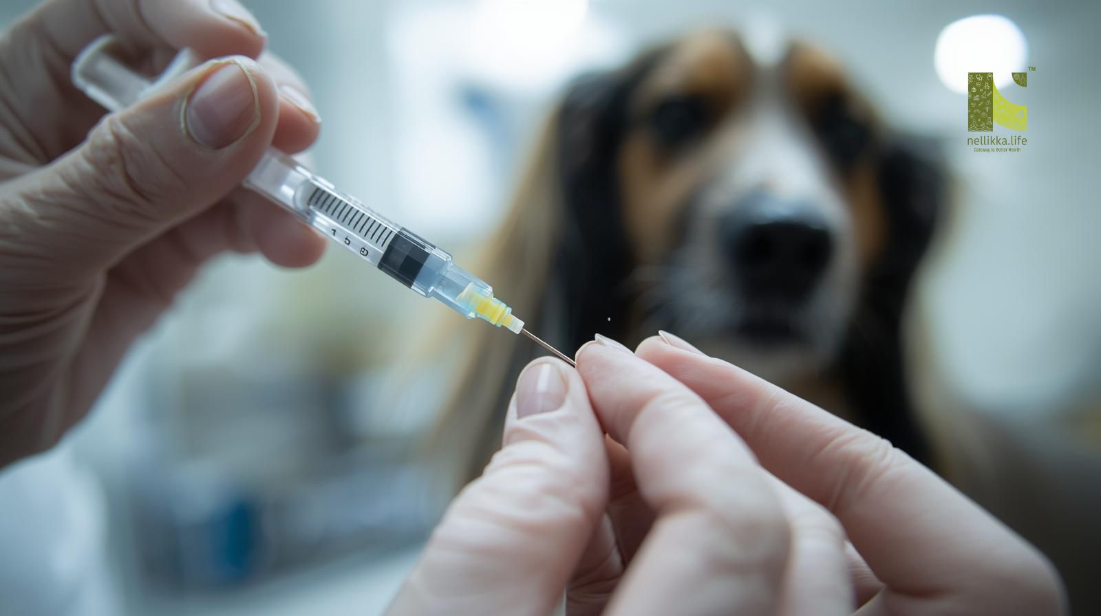 Rabies Vaccine After a Dog Bite: Is It Still Necessary If the Dog Is Vaccinated?